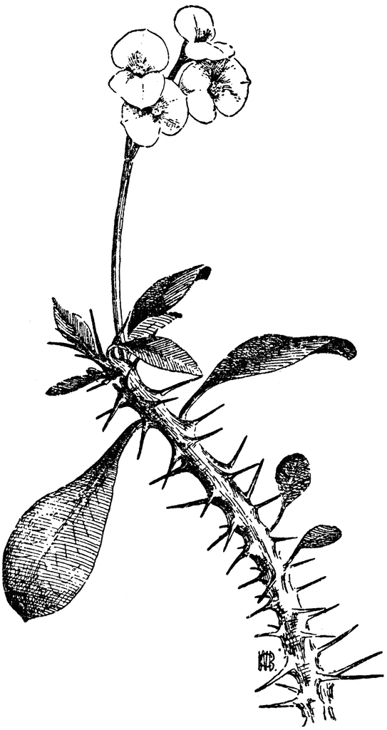 543x1024 Crown Of Thorns Clipart Etc