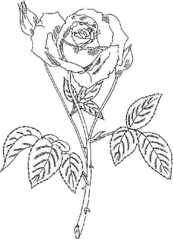 600x828 Rose With Thorn Coloring Page