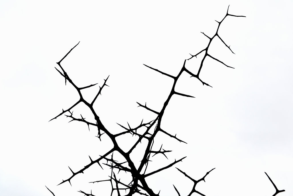 1024x683 Thorns Stock By Jojo22