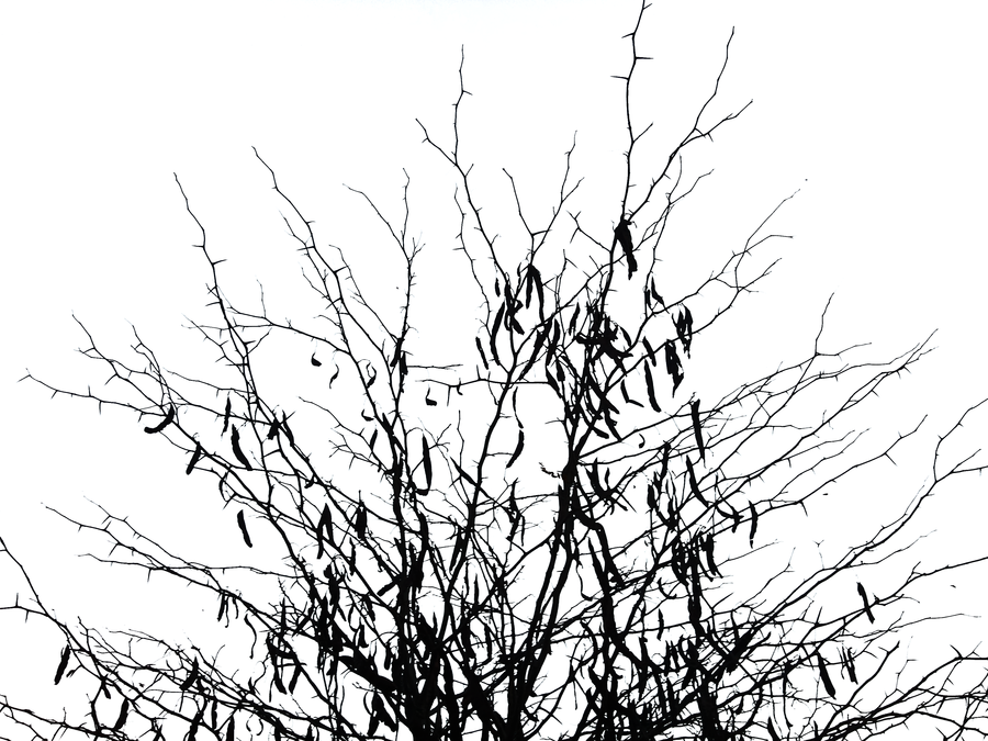 900x675 Thorns By Crtam4fun