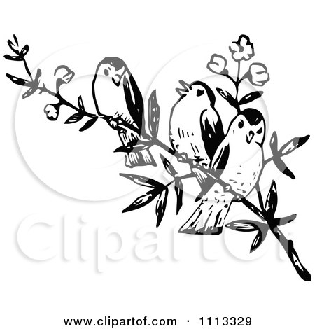 450x470 Three Vintage Black And White Birds On A Branch Posters, Art