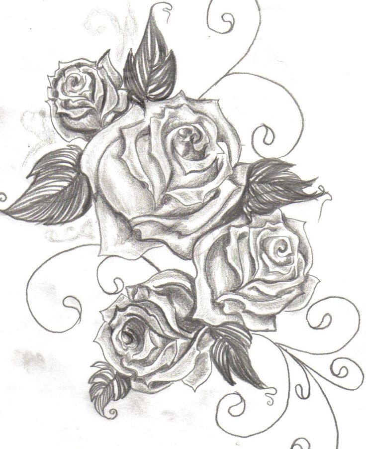 Three Roses Drawing