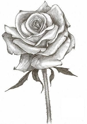 Three Roses Drawing at GetDrawings | Free download