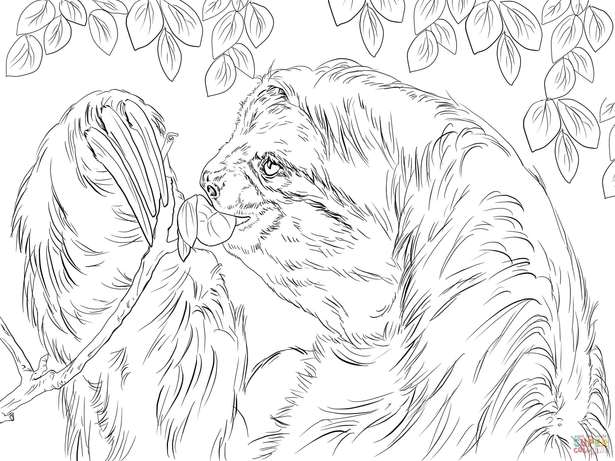 2048x1536 Sloth Animal Coloring Pages Best Of Three Toed Sloth Eating Leaves