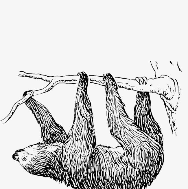 650x651 Sloth Bears Climb, Win In Action, Be Diligent, Living A Life