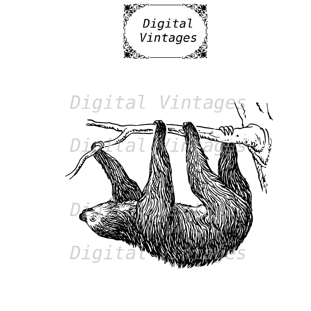 1184x1184 Sloth In Tree Toed Animal Royalty Free Illustration Vintage