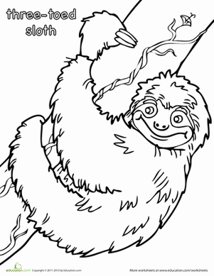 301x389 Three Toed Sloth Worksheet