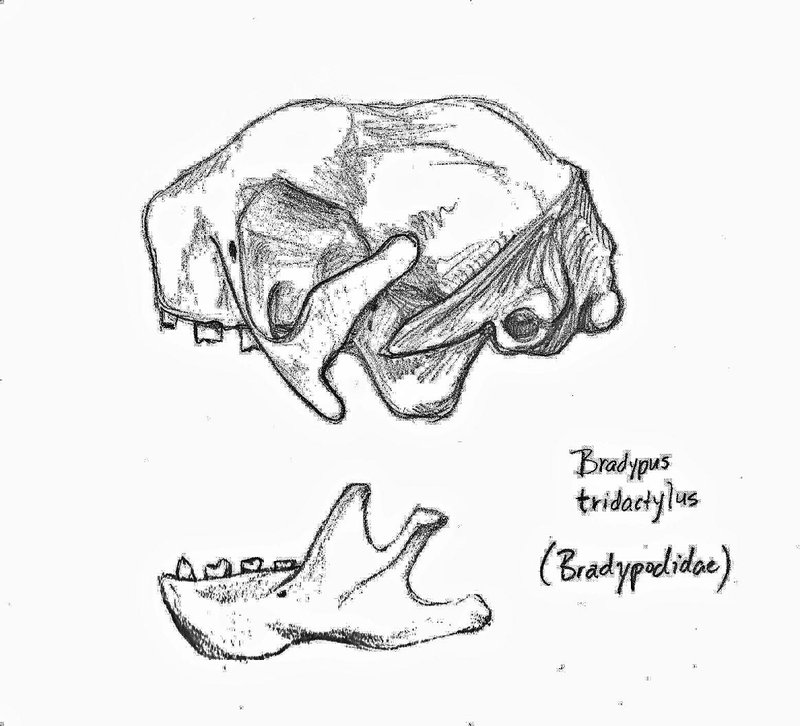 800x726 Three Toed Sloth Skull Sketch By Artsy Ocean