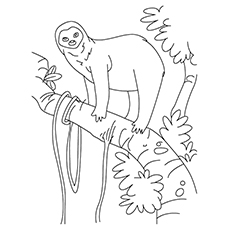 230x230 Top 10 Sloth Coloring Pages For Your Toddler