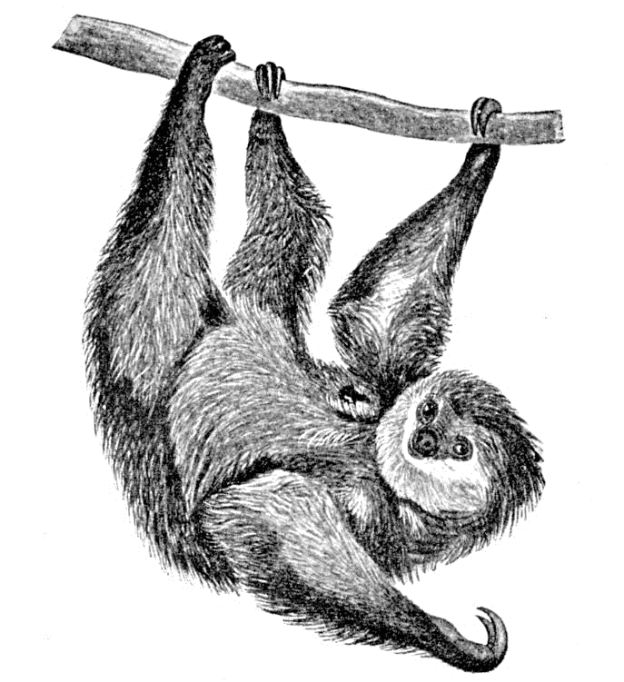 687x751 Unau Or Two Toed Sloth Choloepus Didactylu