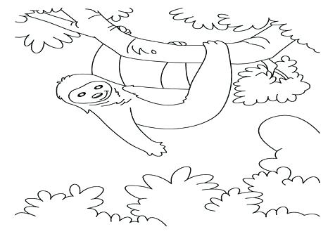 476x333 Sloth Coloring Pages