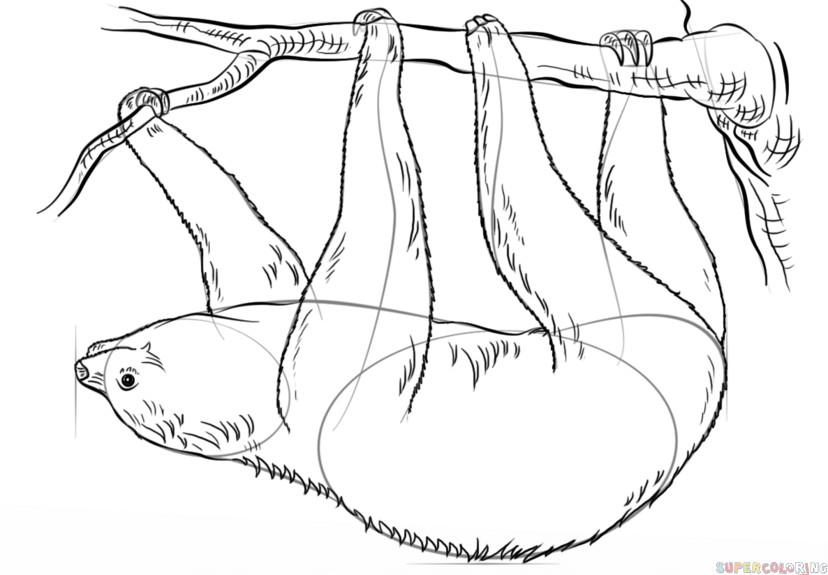 828x575 How To Draw A Sloth Step By Step Drawing Tutorials