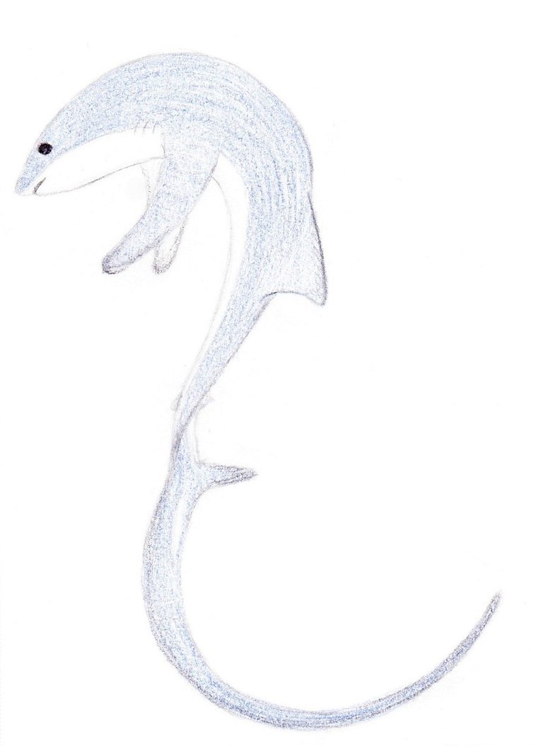 758x1054 Shark Week Thresher Shark By Ikuneko5ever