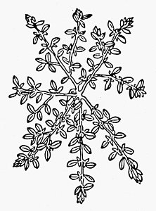 222x300 Thyme Drawings Fine Art America