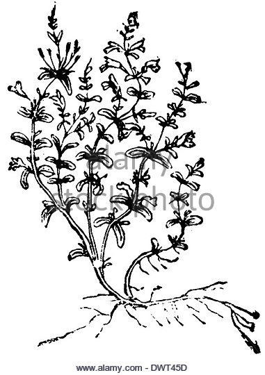 381x540 Thyme Plant Black And White Stock Photos Amp Images