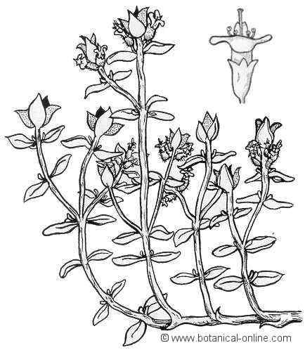 434x498 Thyme Drawing Herbs Botany