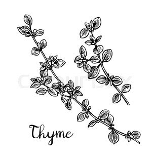 302x320 Vector Thyme Branch Illustration With Flowers. Hand Drawn