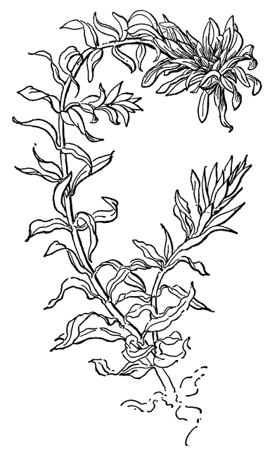 384x640 Water Thyme Clipart Etc