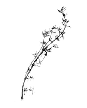 288x360 Thyme Black And White