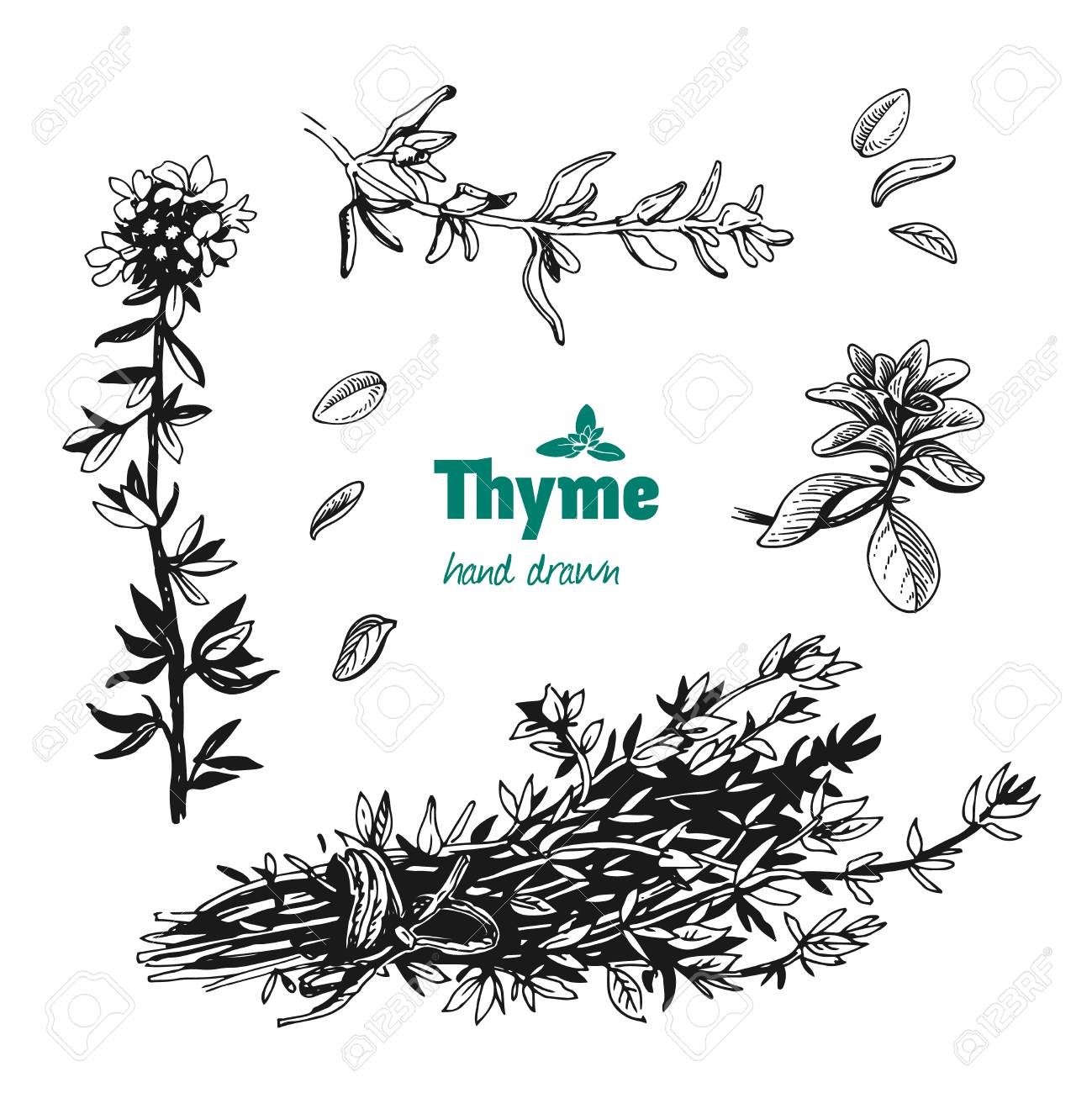 1299x1300 Detailed Hand Drawn Vector Illustration Of Thyme Plant