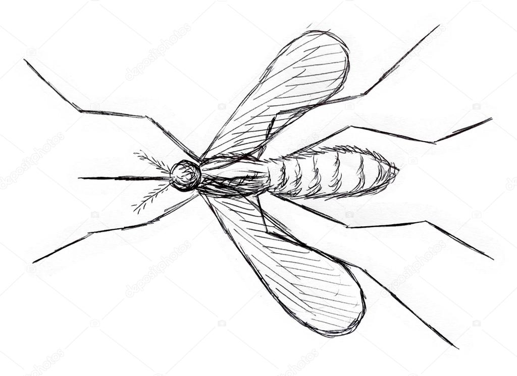 1024x746 Mosquito Pen Drawing Stock Photo Vchalup2