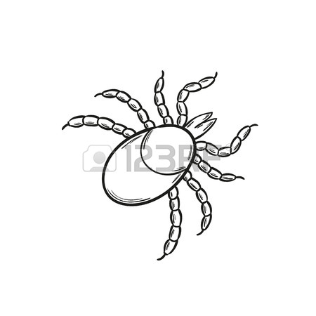 450x450 Sketch Of The Dangerous Tick On White Background, Isolated Royalty