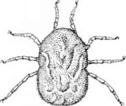 253x213 Soft Ticks Argasidae