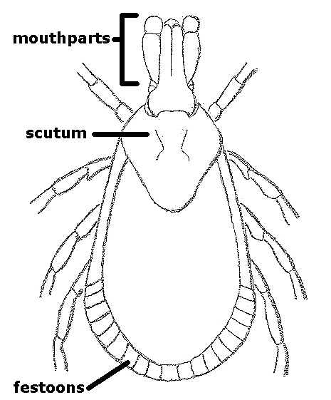 465x561 Tick Identification Idph