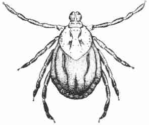 295x248 Ticks San Francisco Raw Feeders (Sfraw)