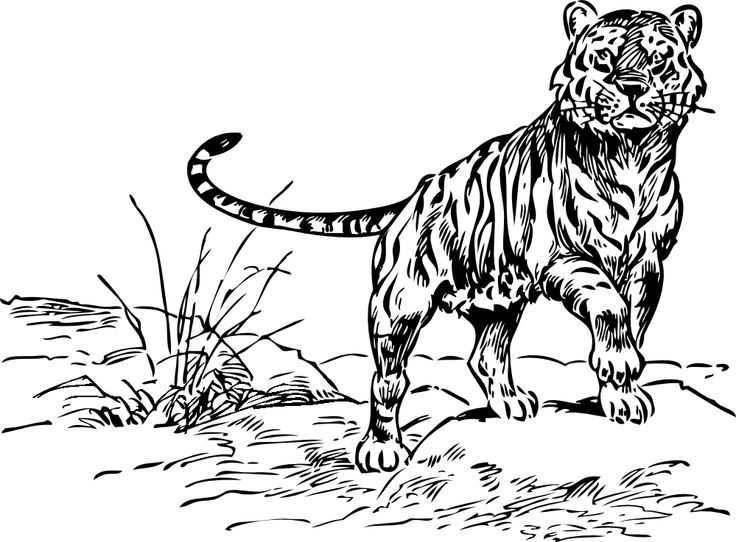 Tiger Black And White Drawing