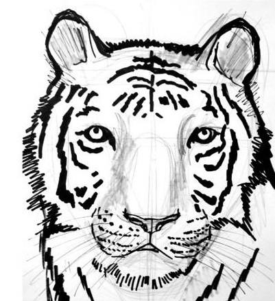 401x438 How To Draw A Tiger Face