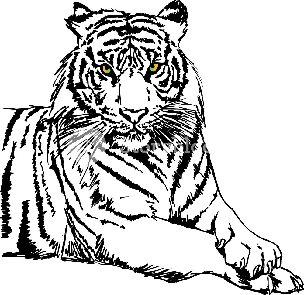 1000x971 Sketch Of White Tiger. Vector Illustration Royalty Free Stock