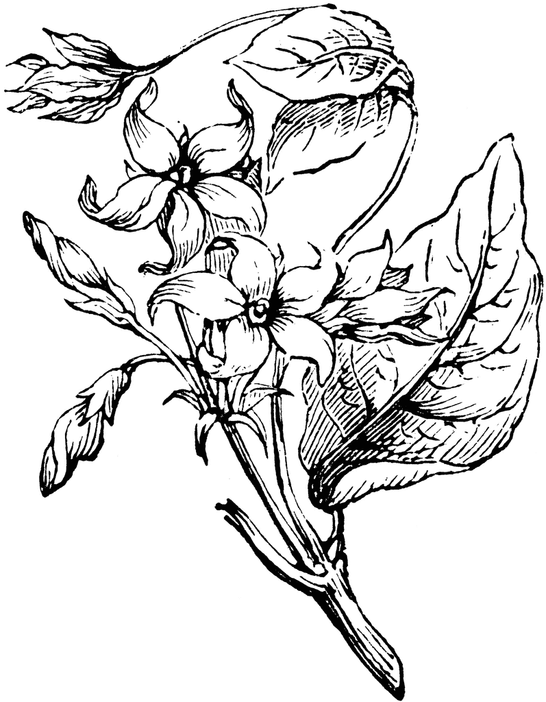 797x1024 Tiger's Claw Flower Clipart Etc