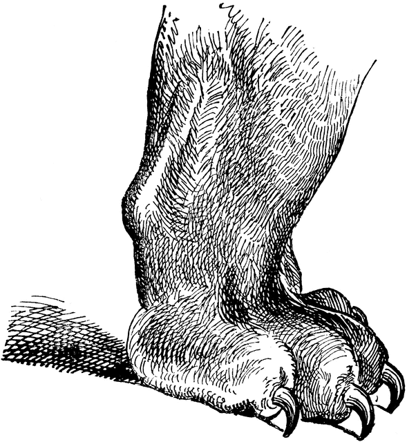 589x640 Unsheathed Tiger Foot Clipart Etc