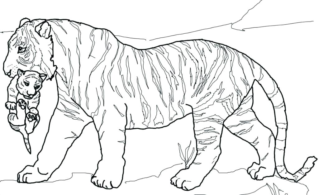 1024x626 Tiger Coloring Pages A Cute Tiger Cub In Front Of Camera Coloring