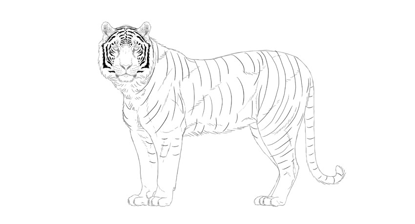Tiger Drawing at GetDrawings | Free download