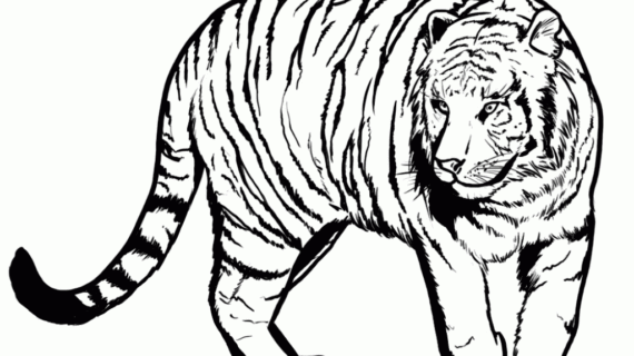 570x320 Simple Tiger Drawing How To Draw A Bengal Tiger Draw Tigers Step