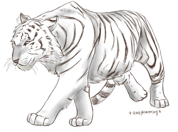 600x444 Tiger Paw Prints Walking Drawing Sketch