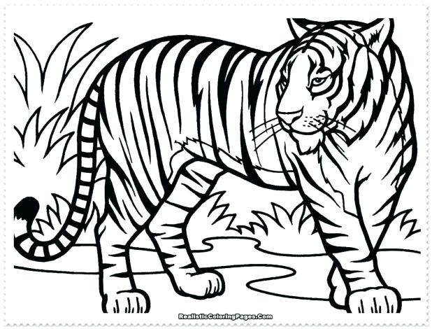618x470 Tiger Cub Coloring Pages Amazing Tiger Coloring On Picture Page