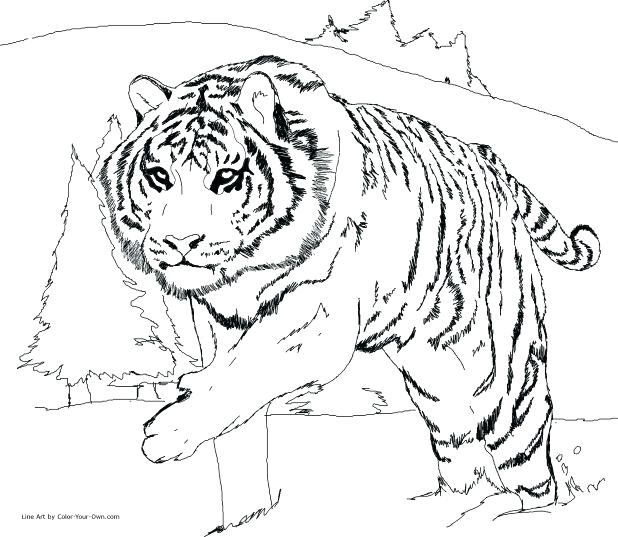 618x537 Cute Tiger Coloring Pages