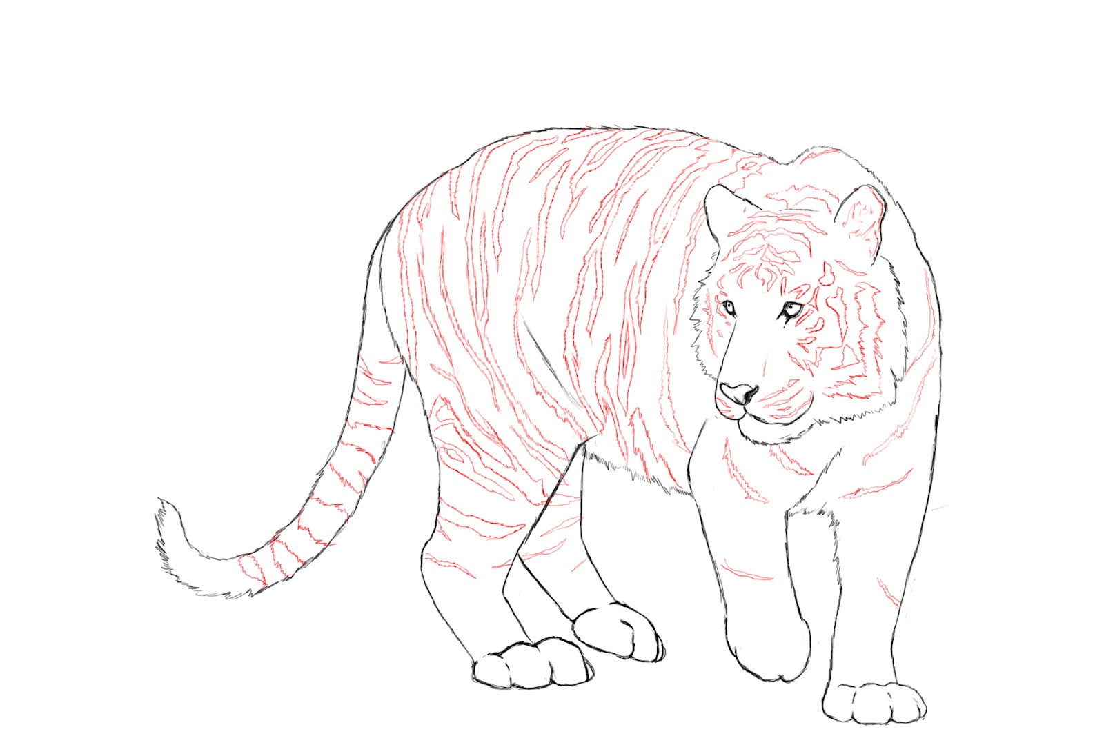 1600x1067 How To Draw A Tiger
