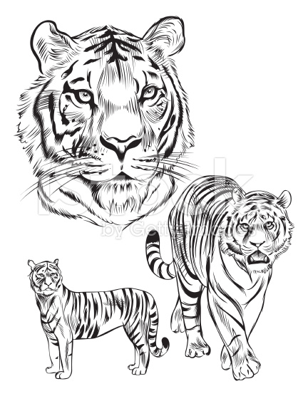 432x556 40 Awesome Tiger Line Drawing Images Art Tutorials Etc