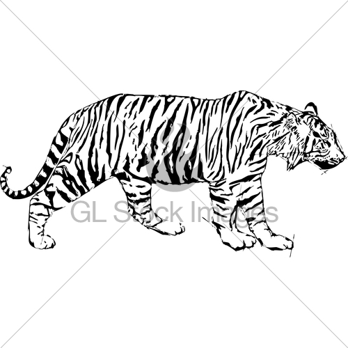 500x500 Sketch Vector Illustration Of Tiger Gl Stock Images