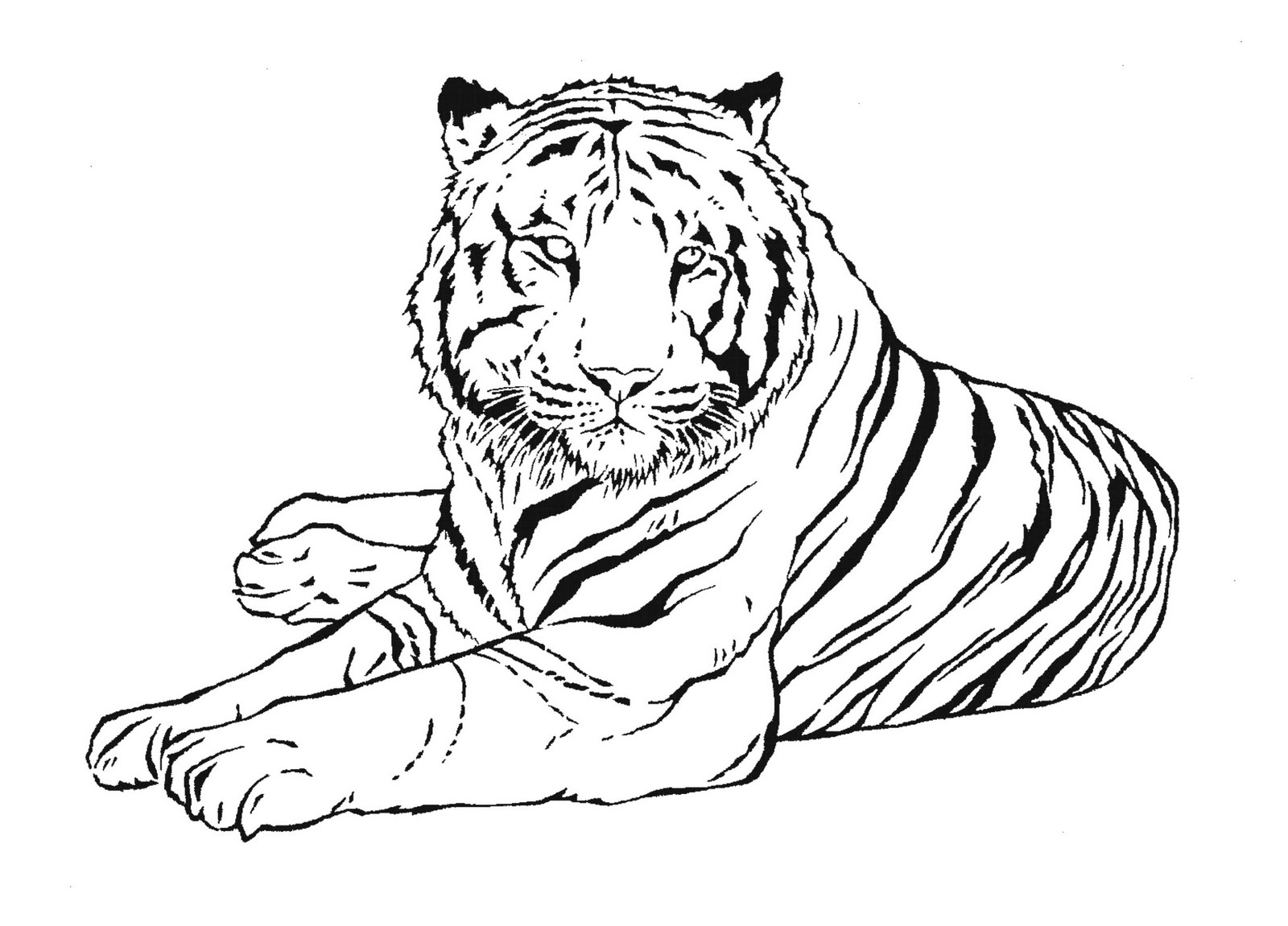 1600x1151 Tiger