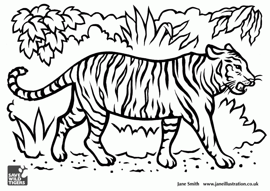 945x669 Tiger Drawings For Kids 299503