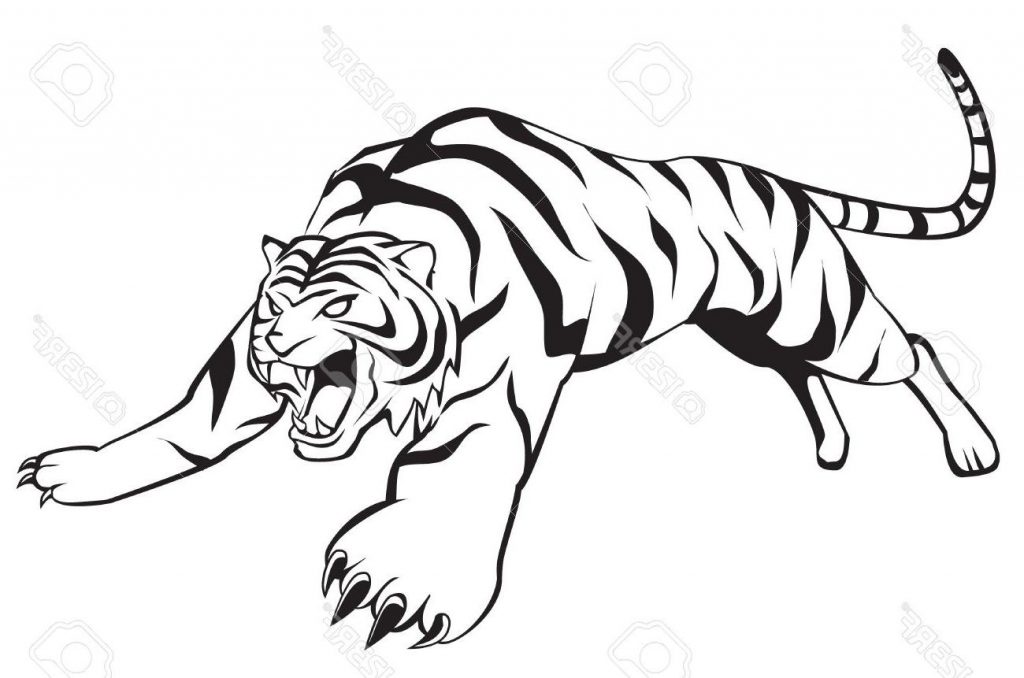 1024x678 Top Tiger Jump Drawing