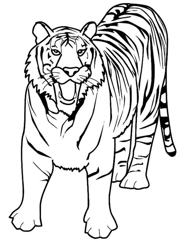 Tiger Drawing Outline at GetDrawings | Free download