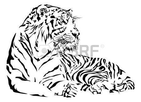 450x327 Tiger Drawing Stock Photos. Royalty Free Business Images