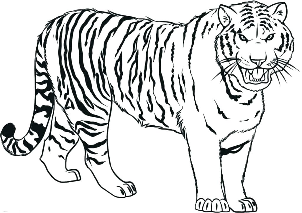 tigers drawings for kids