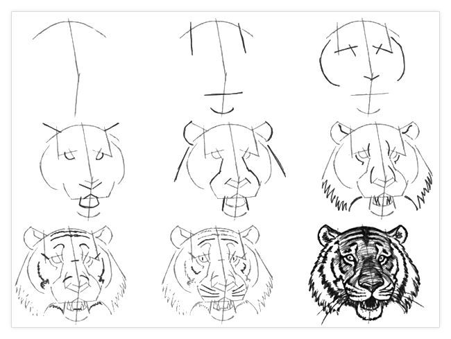 650x489 Image Result For How To Draw A Tiger Face Step By Step Botanical
